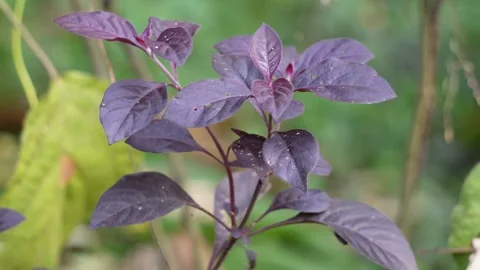 Purple basil plant closeup Stock Footage 320016733