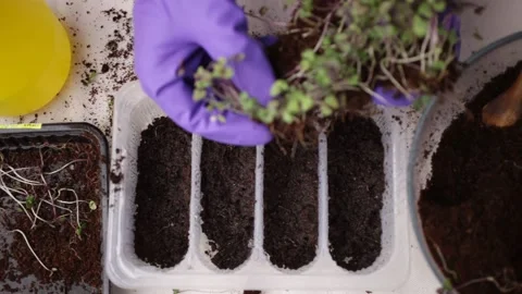 Purple basil is transplanted into a new container. Stock Footage 229521076