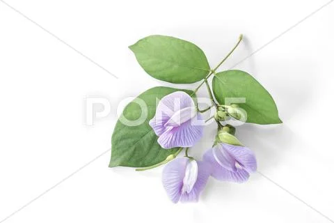 Purple bean flower with leaf on white background. Stock Photos