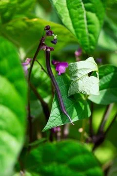 Purple Bean Pod Foto stock
