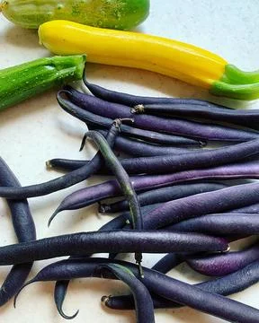 Purple beans Stock Photos