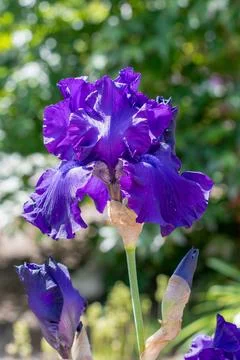 Purple bearded iris blooming in a spring garden Stock Photos