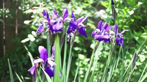 Purple bearded iris flowers on a nice sunny may day, slow motion, close up Stock Footage 136029913