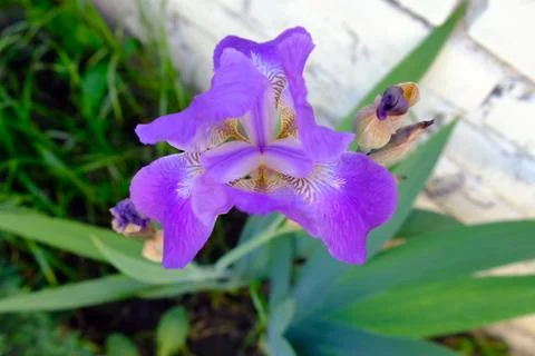 Purple bearded iris Stock Photos