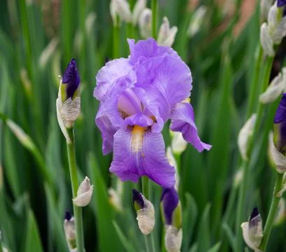 Purple Bearded Iris Stock Photos