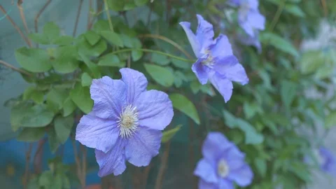 Purple beautiful  clematis flowers Stock Footage
