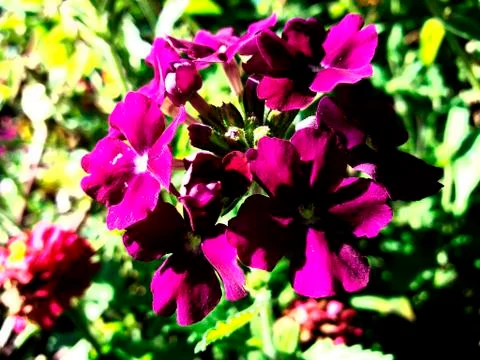 Purple beautiful flowe Stock Photos