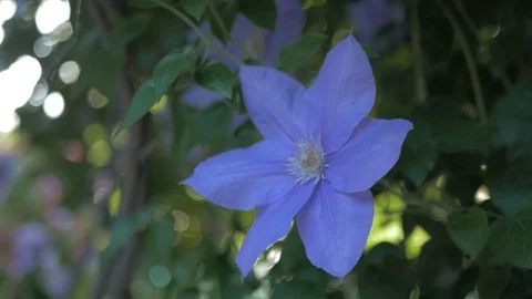 Purple beautiful flower Clematis Stock Footage