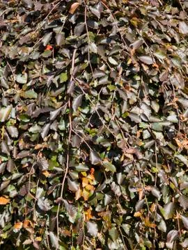 Purple beech leaf background Stock Photos