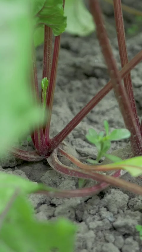 Purple beet grows in fertile soil surrounded by green tops Stock Footage 339771153