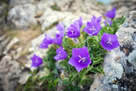 Purple bell flowers on rock Stock Photos