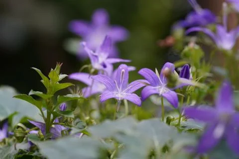 Purple bellflowers blooming in natural setting Stock Photos