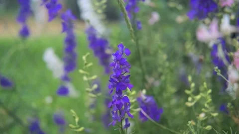 Purple bells bloomed in the grass. Stock Footage 134633898