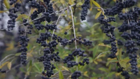 Purple Berries blowing in the wind. Stockbeeldmateriaal 70902530