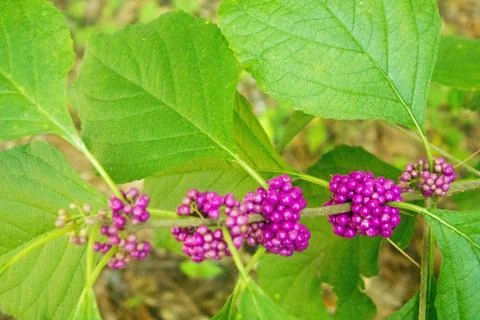 Purple berries Stock Photos