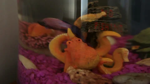 Purple Betta Fish Video stock 32420120