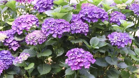 Purple bigleaf hydrangea shrub moving gently in natural garden light Stock Footage 340127522
