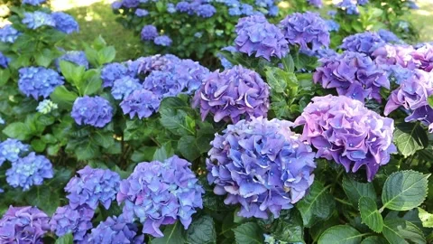 Purple bigleaf hydrangea shrubs shimmering in dappled garden light Stock Footage 340561759