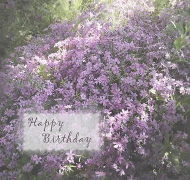 Purple birthday card, flowers. The third option. Happy Birthday Stock Photos