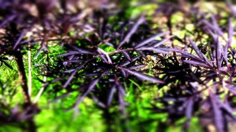 Purple black elder Video stock 10823942