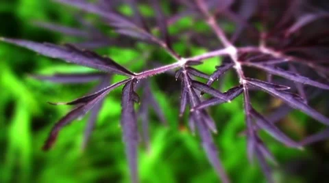 Purple black elder leaf Video stock 10824590