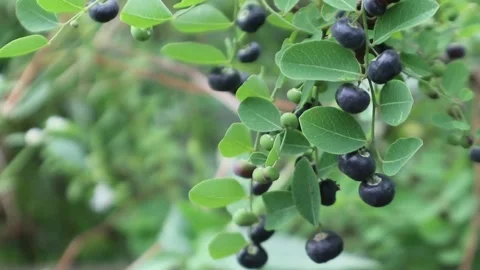 Purple Black Small Shrub Fruit Swaying in The Wind Stock Footage 238408789