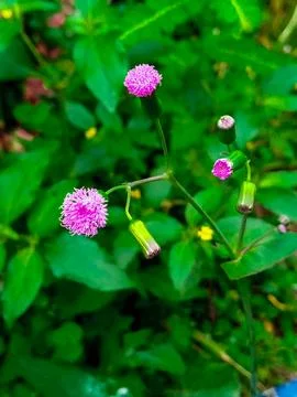 Purple Bloom Close-Up Stock Photos