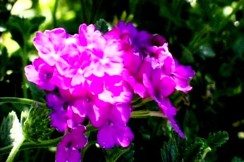 Purple in Bloom Stock Footage 264146