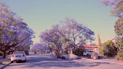 Purple bloom of Jacaranda trees line street contrasting with rubbish on verge Stock Footage 144037251