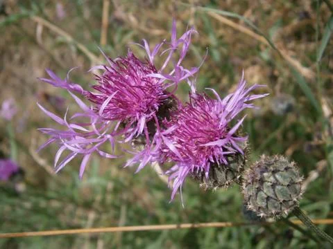 Purple bloom 写真素材