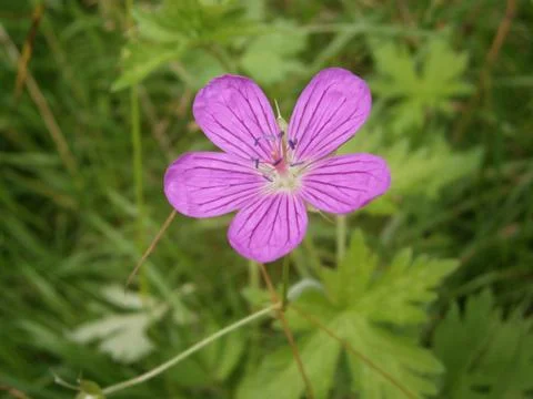 Purple bloom Foto stock