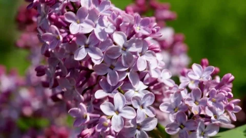 Purple blooming lilac Stock Footage 82652558