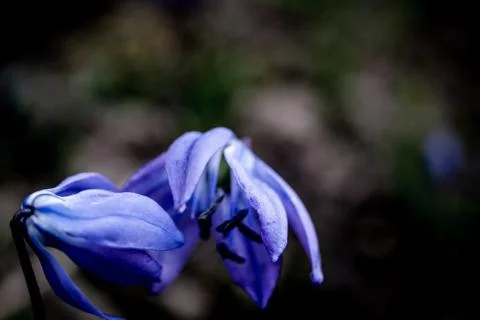 Purple blooming Stock Photos