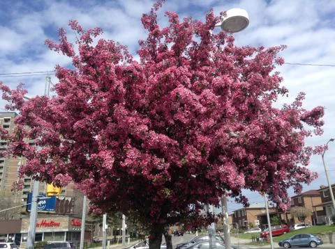 Purple Blooming Tree Stock-Fotos
