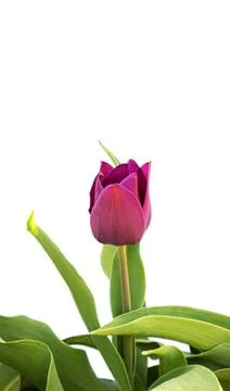 Purple blooming tulip on white background. Stock Photos