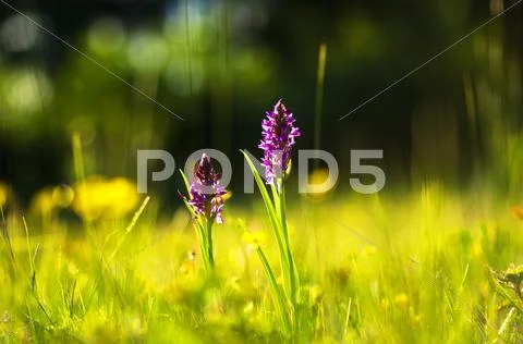 Purple blossom in yellow nature Stock Photos