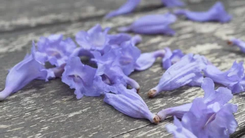 Purple blossoms create a textured spring composition with natural motion. Ideal Stock Footage 335763567