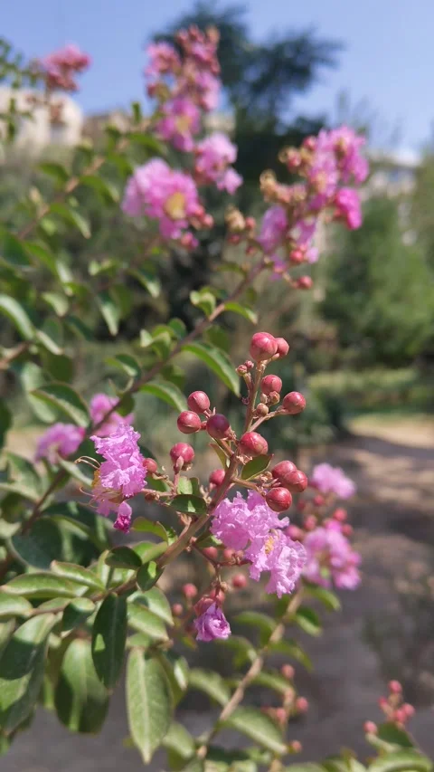 Purple blossoms in the park Stock Footage 311904723