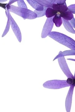Purple blossoms Stock Photos