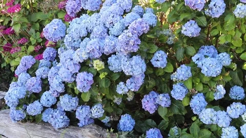 Purple blue hydrangea hedge swaying in cottage garden breeze 動画素材 337870324