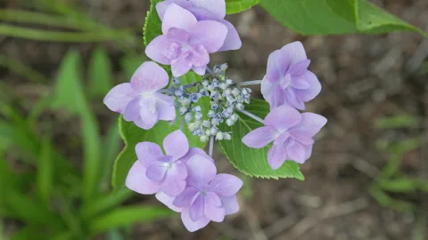 Purple-Blue Hydrangea Macrophylla Blooms Like a Modest Firework | Tokyo, Japan Stock Footage 321183208