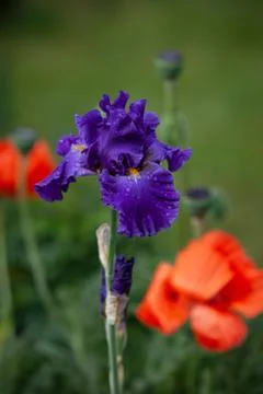 Purple blue iris close up between poppys Foto stock