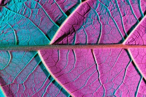 Purple blue leaf close up, use as background or texture Stock Photos