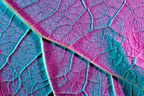 Purple blue leaf close up, use as background or texture Stock Photos