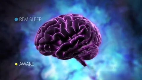 Purple Brain Delta Waves REM vs Awake Vidéo 74387198