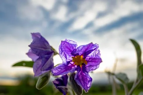 Purple Brodea Macro Stock Photos