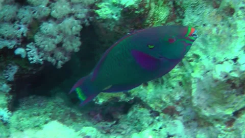 Purple-brown parrotfish bite hard corals. 動画素材 232990721
