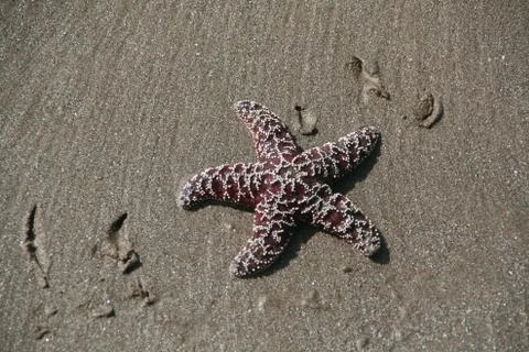 Purple - brown  starfish Stock Photos