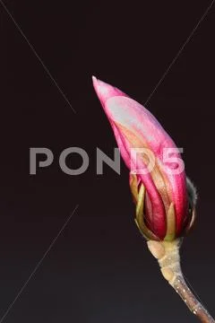 Purple bud of magnolia flower, ready to emerge in early spring Stock Photos