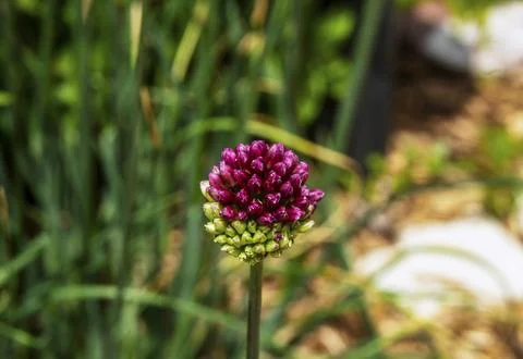 Purple Bud Foto stock